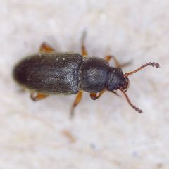 Telmatophilus caricis