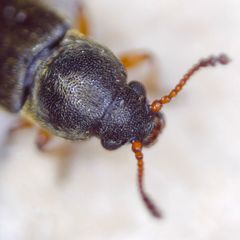 Telmatophilus caricis