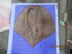 Pateobatis bleekeri