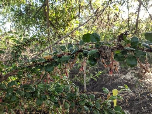 iNaturalist observation photo of Fuchsiaflower Gooseberry