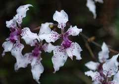 Cyrtochilum ramosissimum