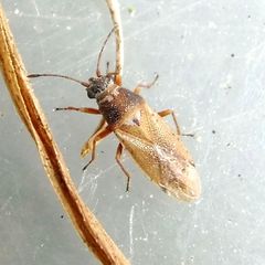 Cymus melanocephalus