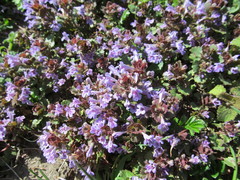 Glechoma hederacea