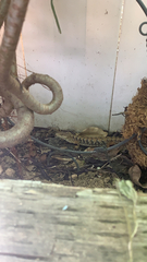 Elgaria multicarinata