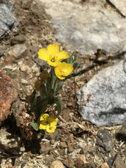 Camissoniopsis pallida