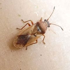 Cymus melanocephalus