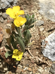 Camissoniopsis pallida