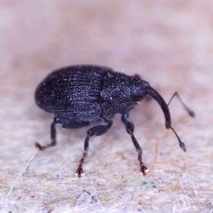 Ceutorhynchus alliariae