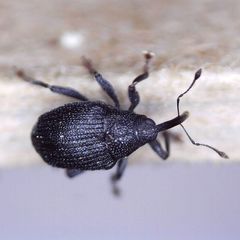 Ceutorhynchus alliariae