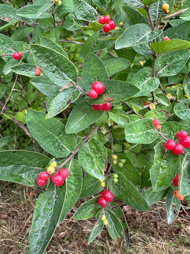 Morrow's honeysuckle