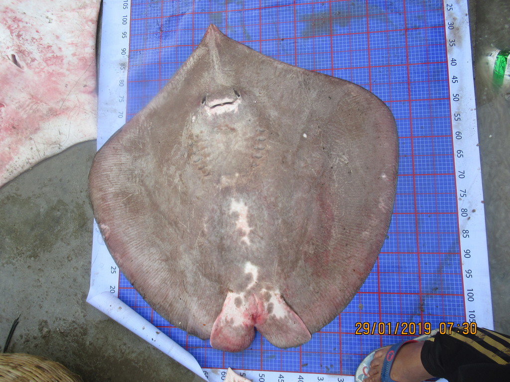 Bleeker's Whipray
