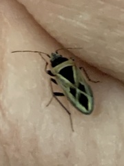 Xanthochilus saturnius