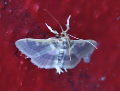 Apilocrocis brumalis