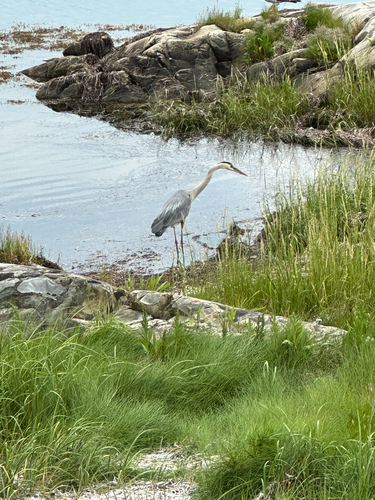 Great Blue Heron