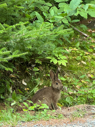 Snowshoe Hare
