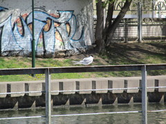 Sterna hirundo