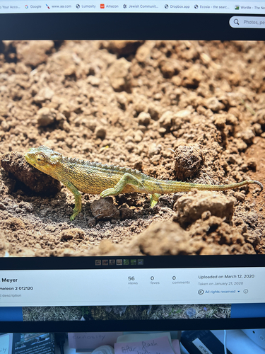 Coarse Chameleon