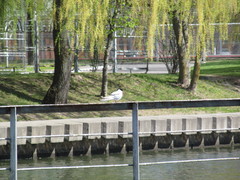 Sterna hirundo
