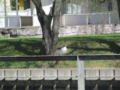 Sterna hirundo