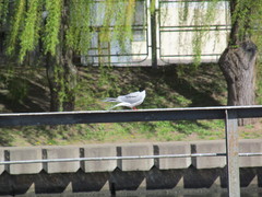 Sterna hirundo