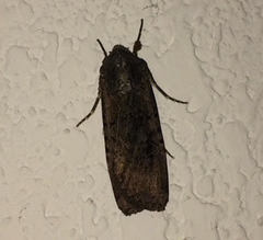 Lepidoptera