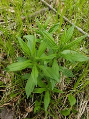 Lithospermum latifolium