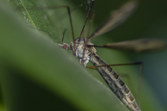 Tipula lateralis