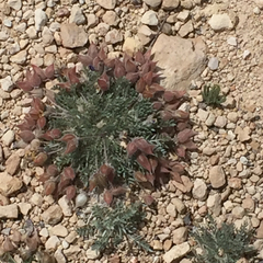 Oxytropis oreophila