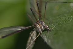 Tipula lateralis