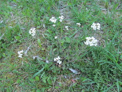 Arabidopsis arenosa