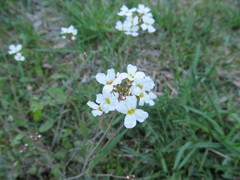 Arabidopsis arenosa