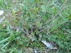 Arabidopsis arenosa