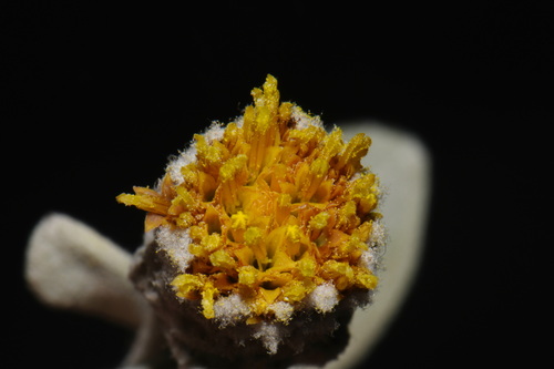 Hazardia detonsa, photograph 1