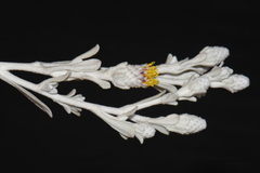 Hazardia detonsa, photograph (c) Brian Finzel, some rights reserved (CC BY-SA)