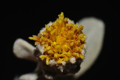 Hazardia detonsa, photograph (c) Brian Finzel, some rights reserved (CC BY-SA)