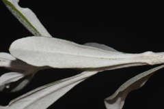 Hazardia detonsa, photograph (c) Brian Finzel, some rights reserved (CC BY-SA)