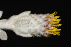 Hazardia detonsa