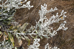 Hazardia detonsa, photograph (c) Brian Finzel, some rights reserved (CC BY-SA)