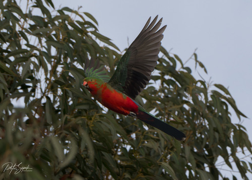 Australian King Parrot, photo 7 of 7