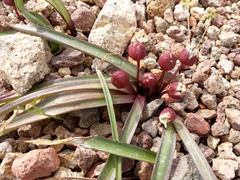 Allium cratericola