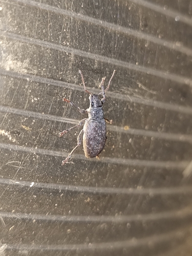 Brachyderes incanus
