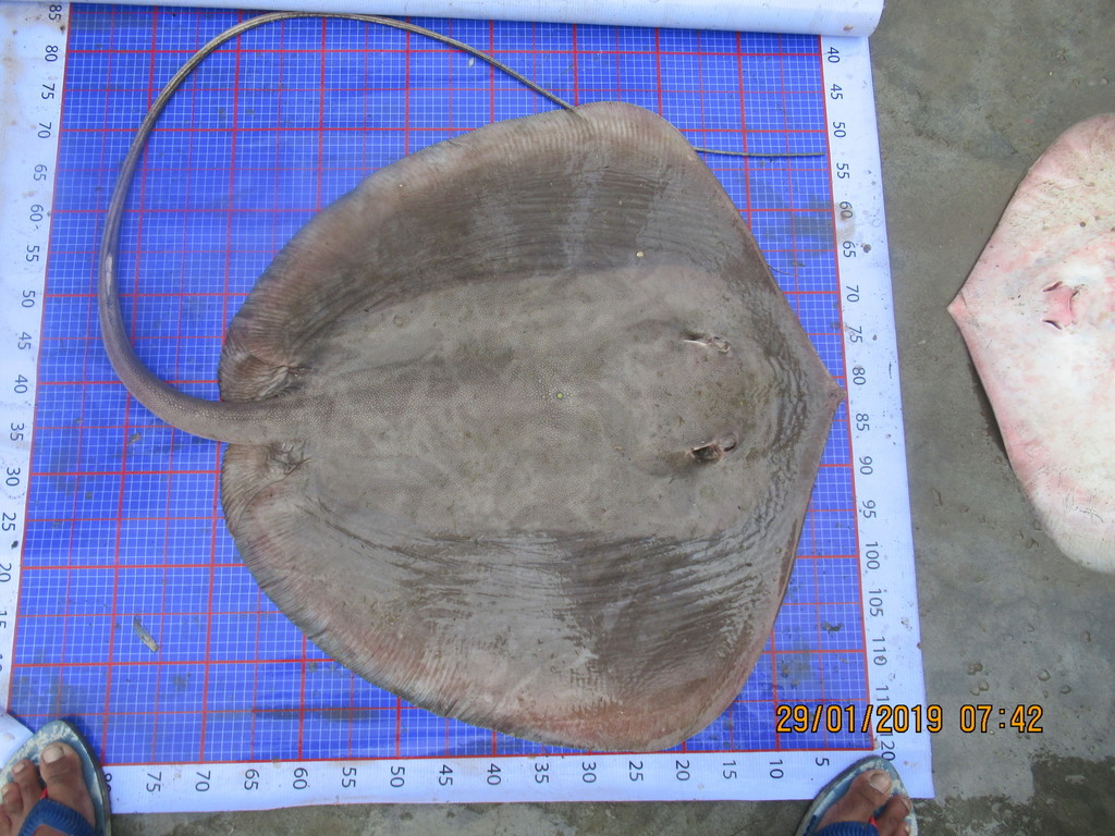 Round Whipray