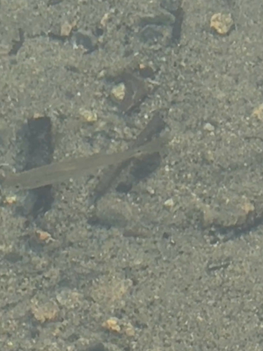 Northern Pikeminnow