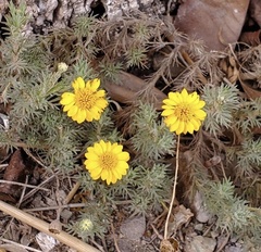 Thymophylla tenuiloba