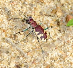 Cicindela formosa