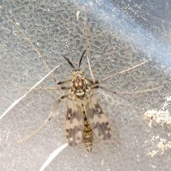 Psectrotanypus varius