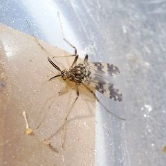 Psectrotanypus varius