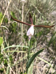 Cleistesiopsis oricamporum