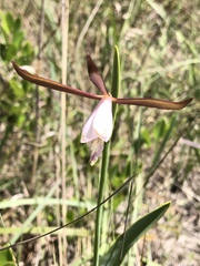 Cleistesiopsis oricamporum