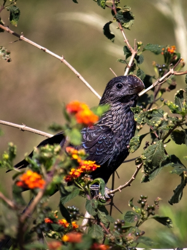 Smooth-billed Ani